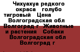 Чихуахуа редкого окраса - голубо-тигровый › Цена ­ 15 000 - Волгоградская обл., Волгоград г. Животные и растения » Собаки   . Волгоградская обл.,Волгоград г.